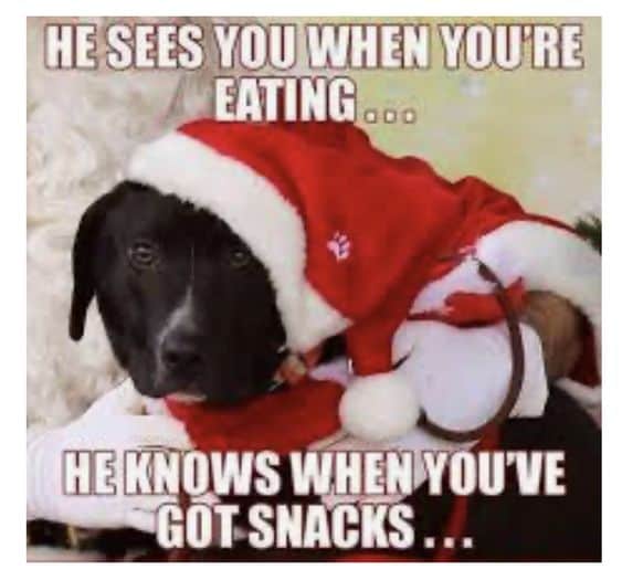 Dog Memes christmas