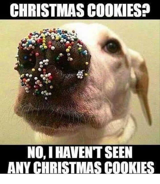 Dog Memes christmas