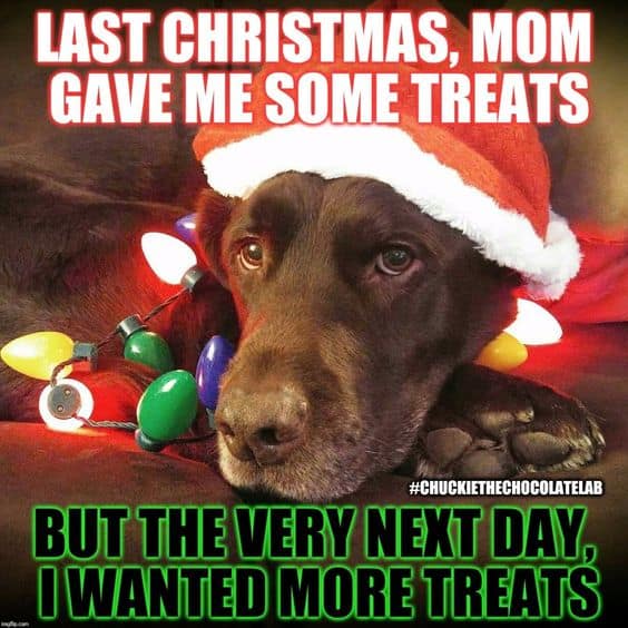 16 Best Dog Christmas Memes NovoStirf