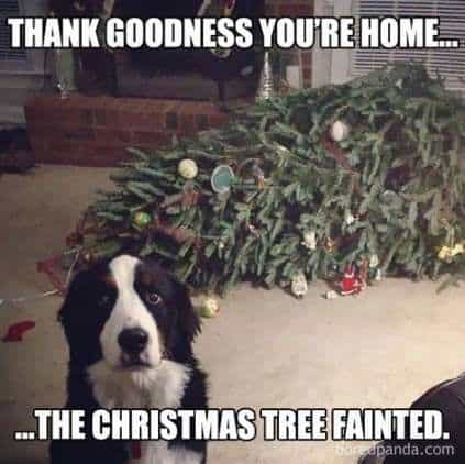 Dog Memes christmas