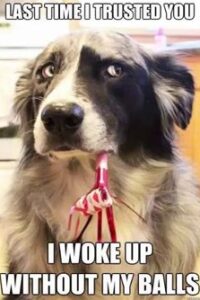 Dog Memes christmas