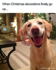 Dog Memes christmas