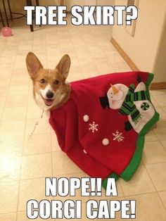 Dog Memes christmas