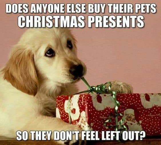 Dog Memes christmas