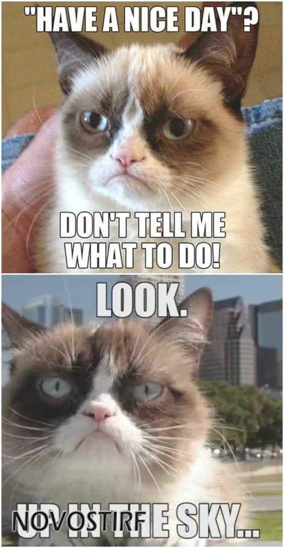 Top 18 Best Grumpy Cat Memes