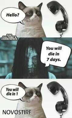 Top 18 Best Grumpy Cat Memes