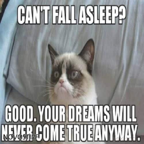 Top 18 Best Grumpy Cat Memes