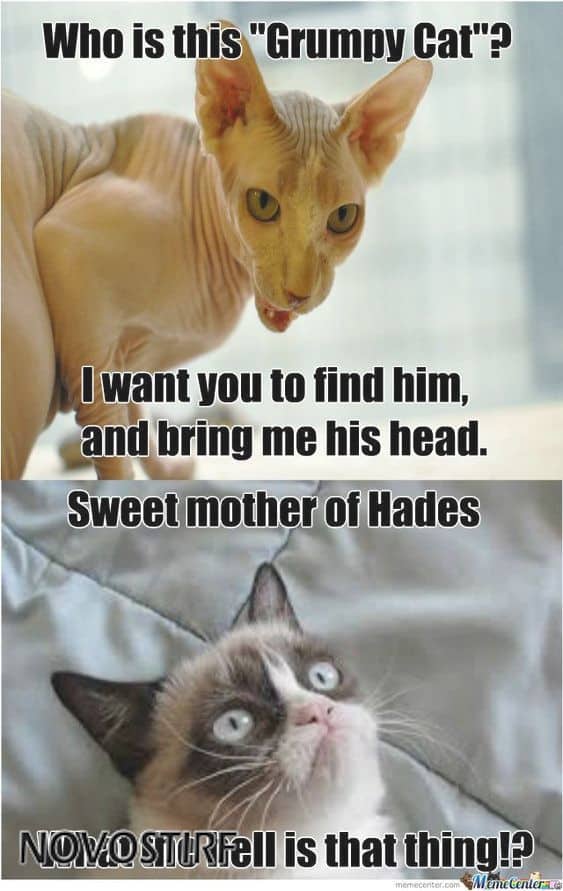 Top 18 Best Grumpy Cat Memes