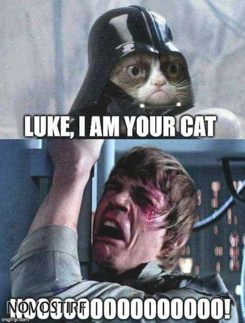 Top 18 Best Grumpy Cat Memes