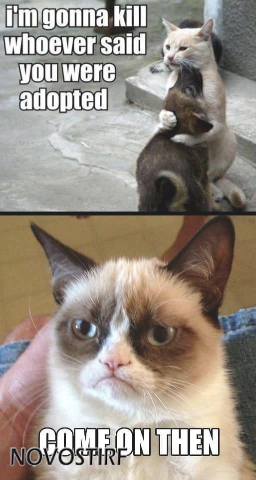 Top 18 Best Grumpy Cat Memes