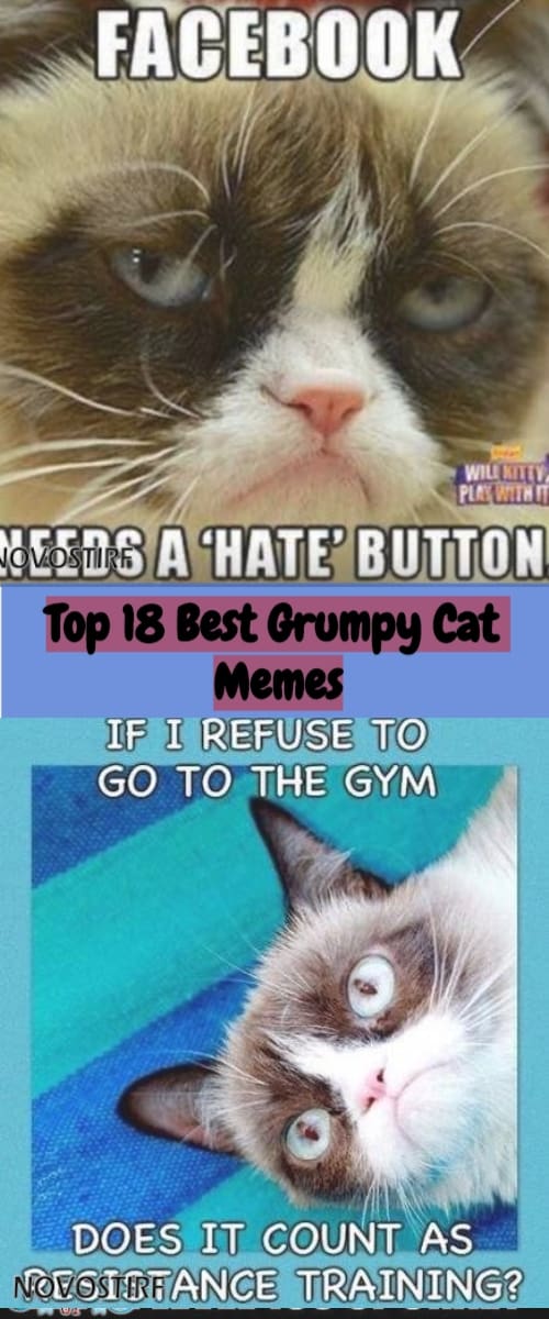 Top 18 Best Grumpy Cat Memes