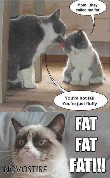 Top 18 Best Grumpy Cat Memes