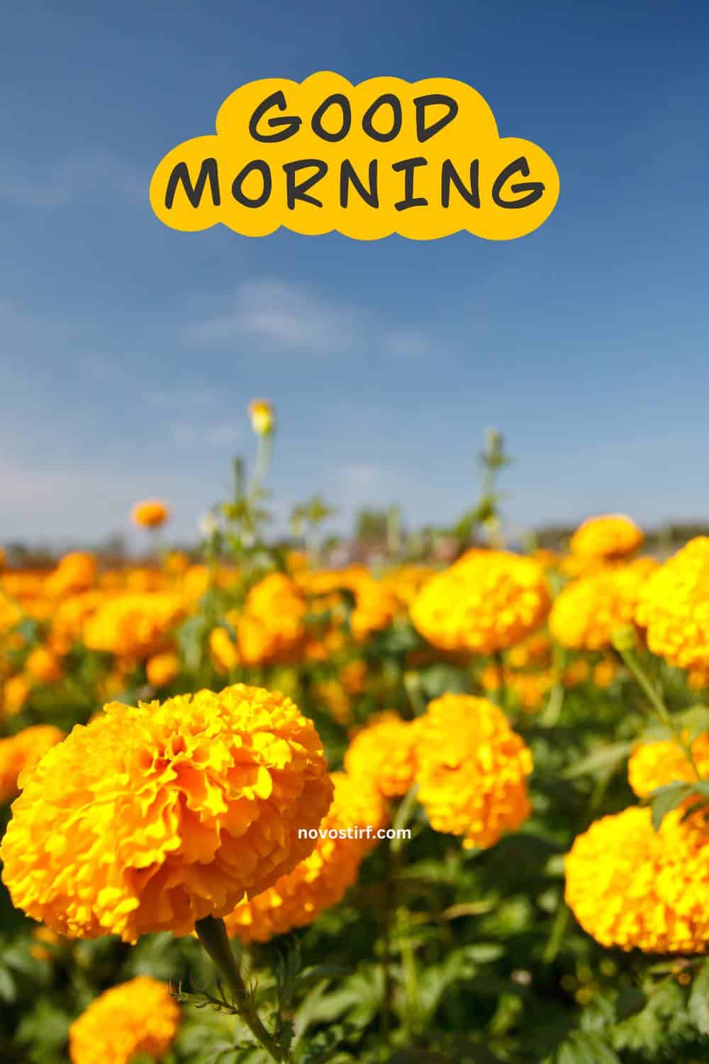 40+ Good Morning Beautiful Flower Images