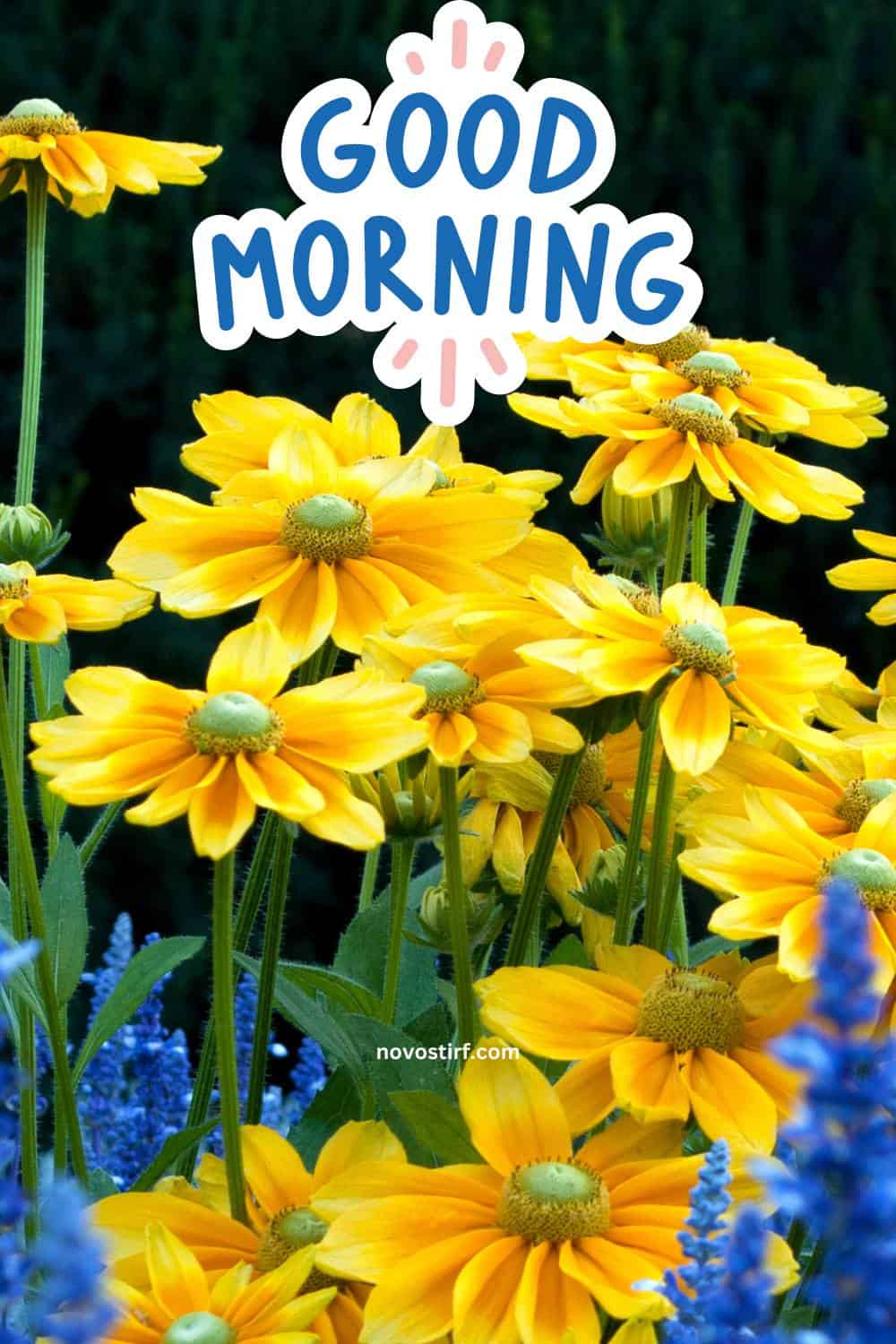 40+ Good Morning Beautiful Flower Images