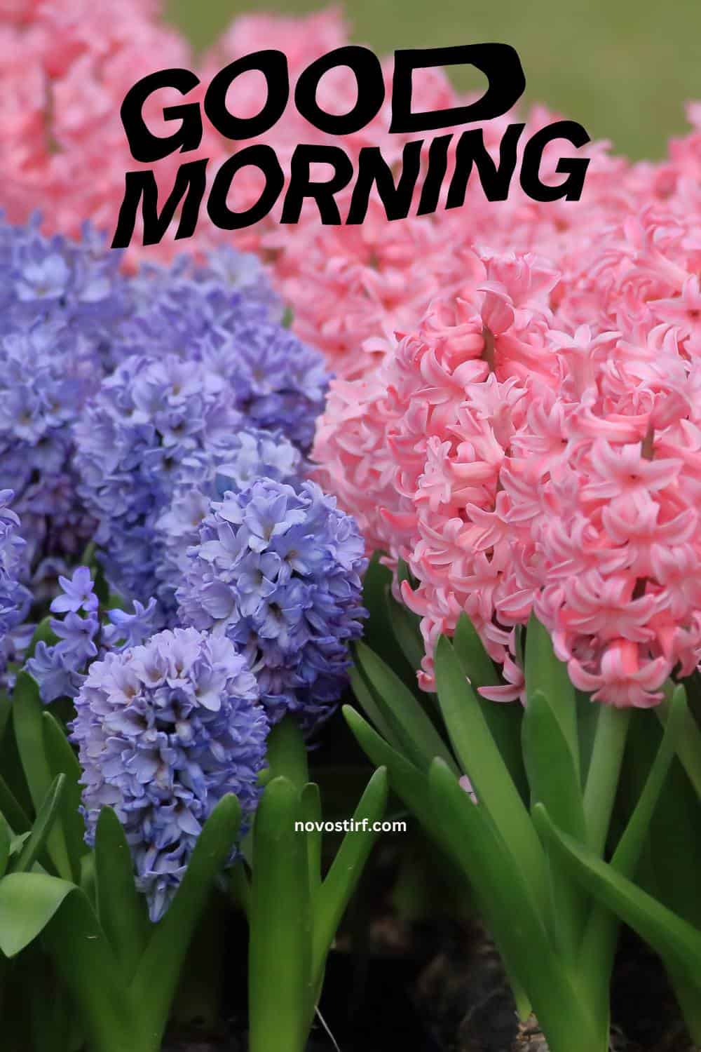 40+ Good Morning Beautiful Flower Images