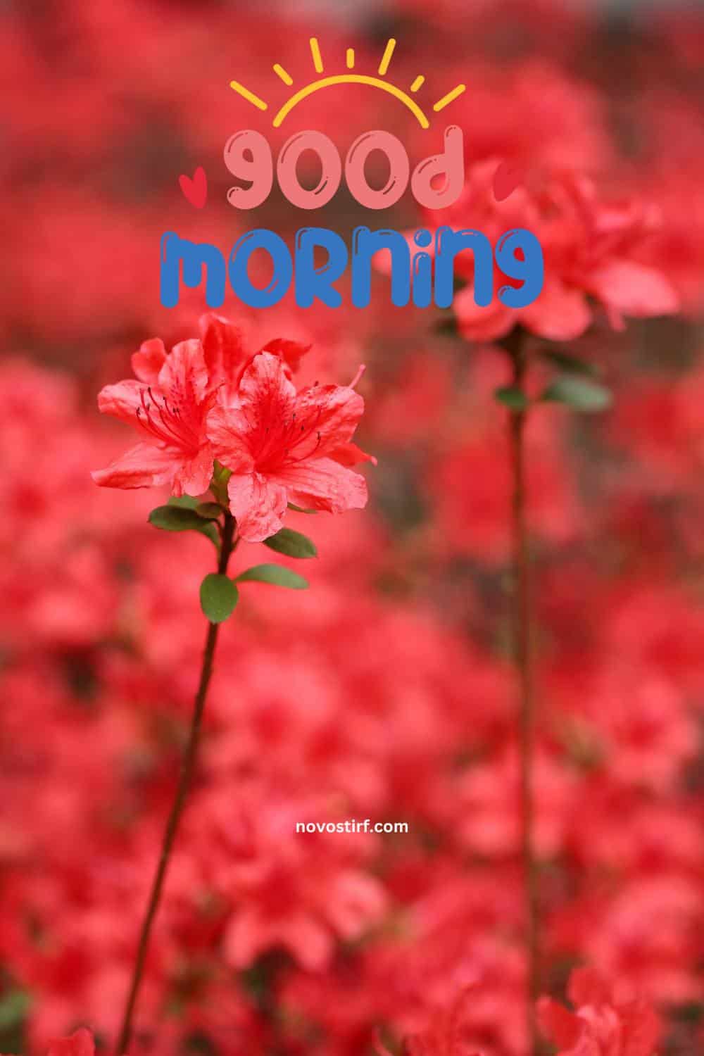 40+ Good Morning Beautiful Flower Images