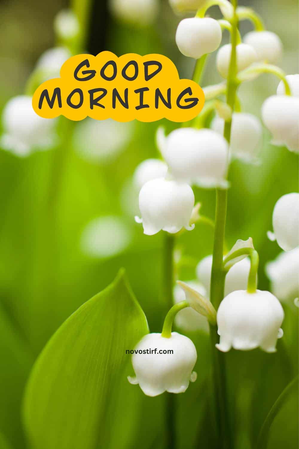 40+ Good Morning Beautiful Flower Images