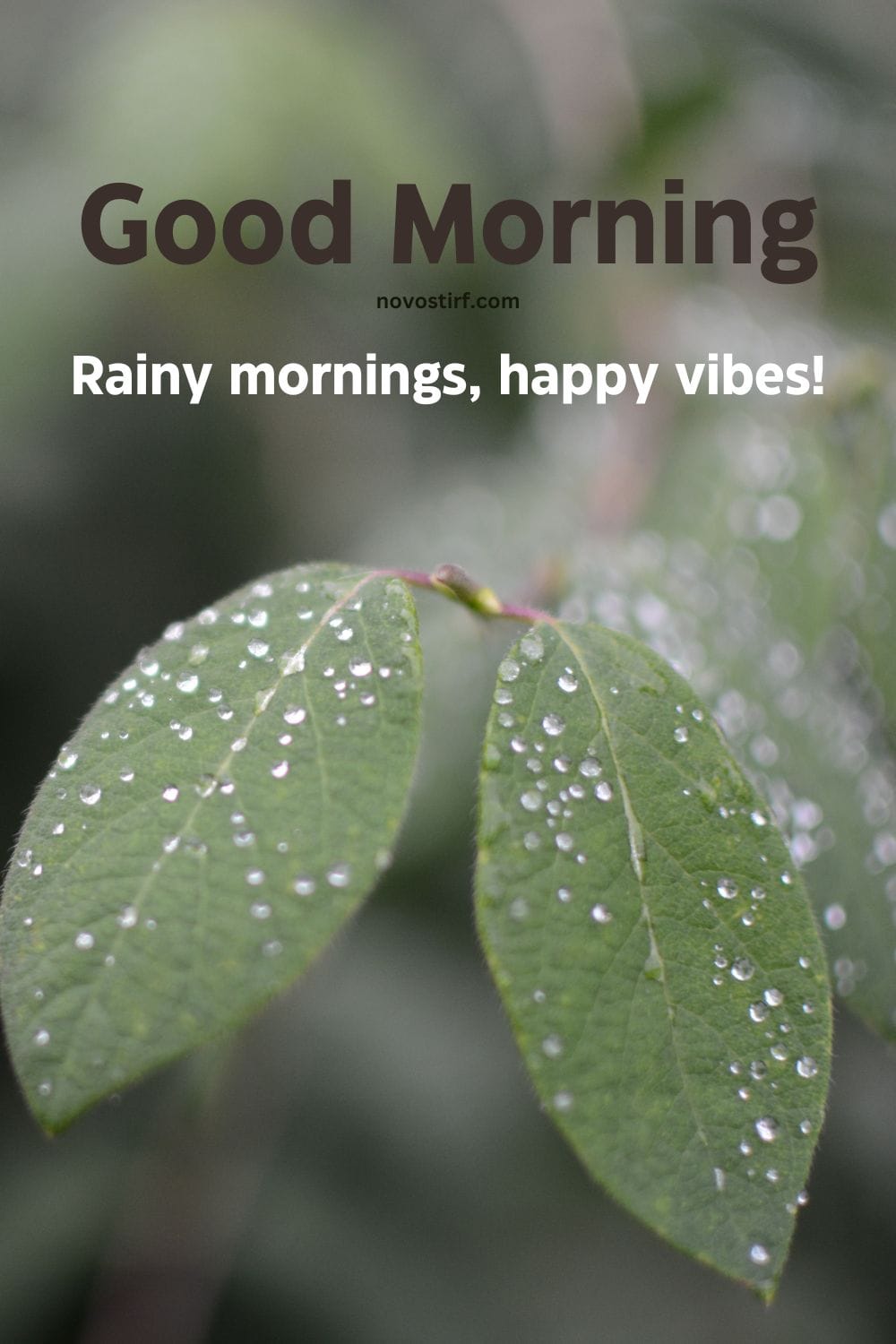 30+ Rainy Good Morning Images, Hd Photos