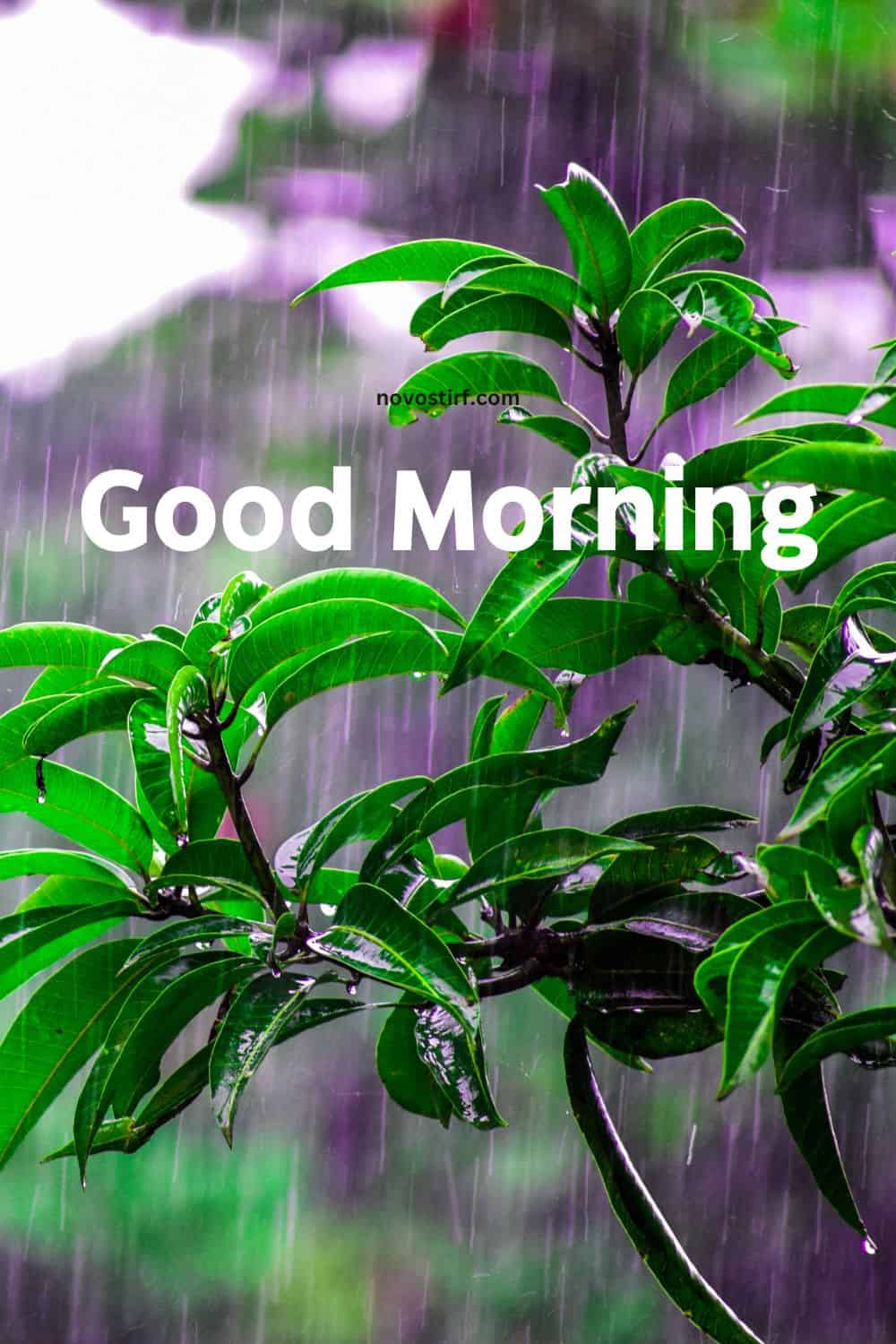 30+ Rainy Good Morning Images, Hd Photos