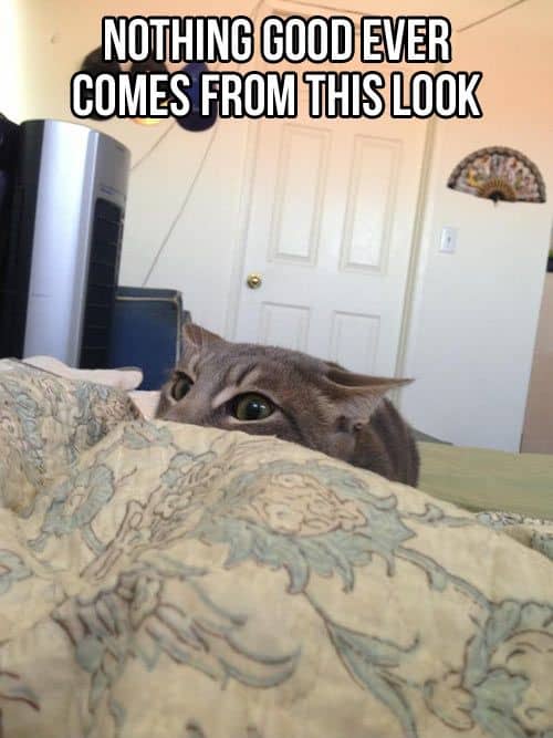 40 Funny Animal Memes