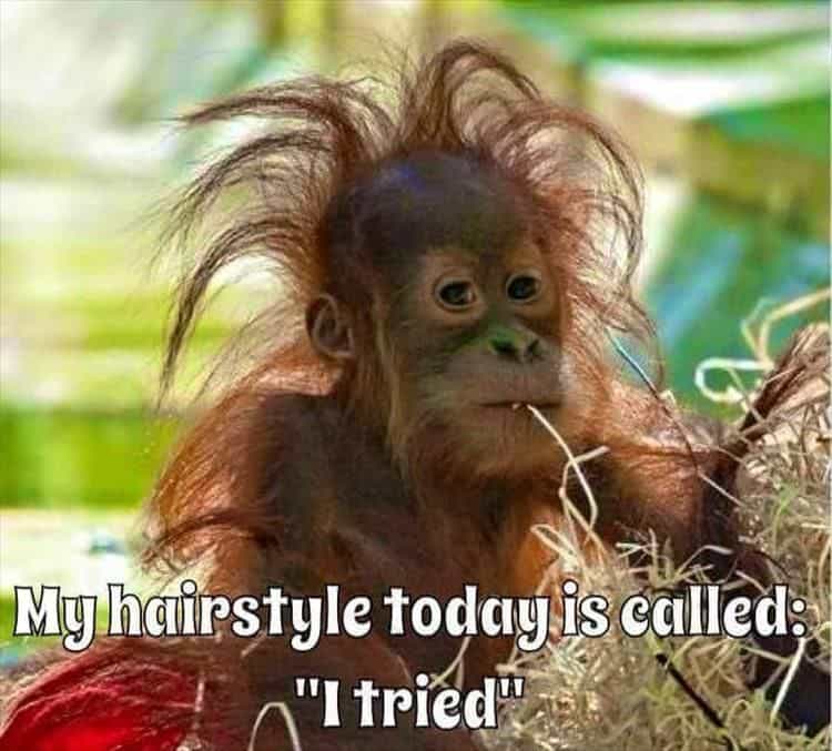 40 Funny Animal Memes