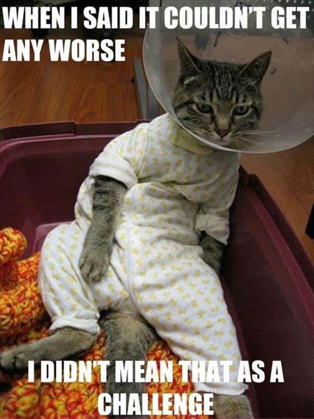 40 Funny Animal Memes