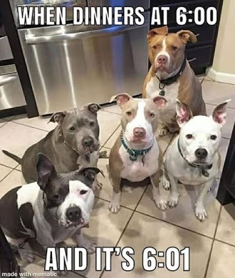 35 Funny Dog Memes