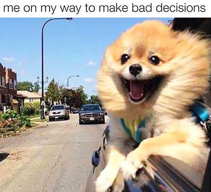 35 Funny Dog Memes