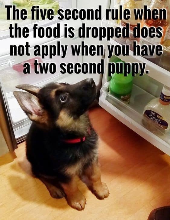 35 Funny Dog Memes