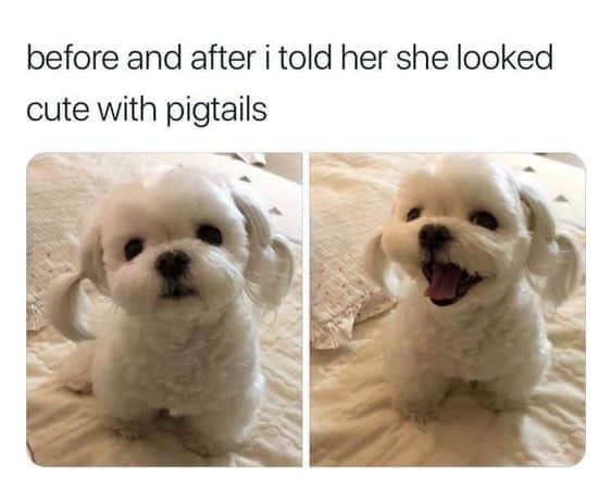 35 Funny Dog Memes