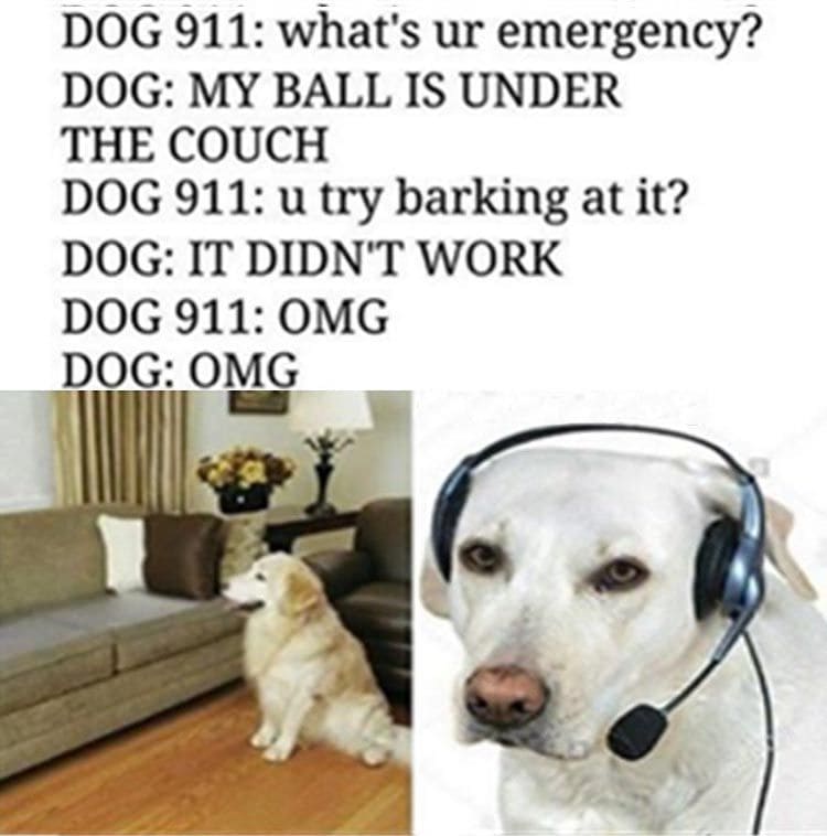 35 Funny Dog Memes