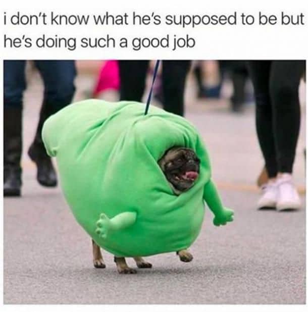 35 Funny Dog Memes