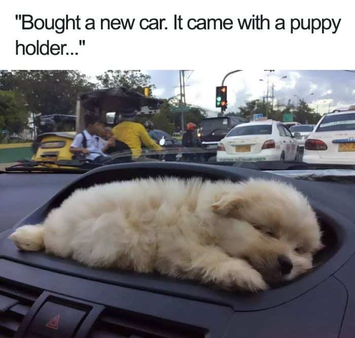 35 Funny Dog Memes