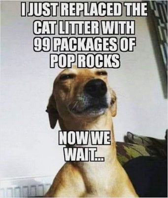 35 Funny Dog Memes