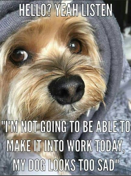 35 Funny Dog Memes