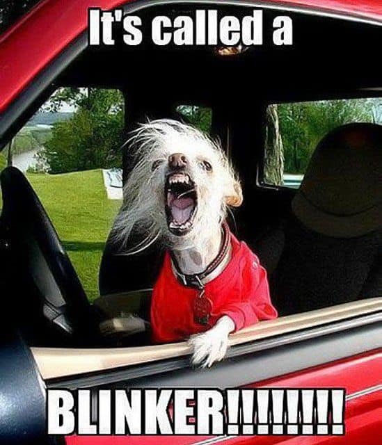 35 Funny Dog Memes