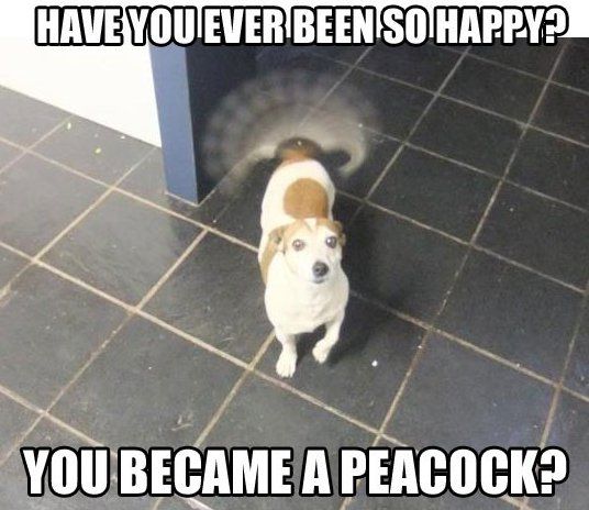 35 Funny Dog Memes