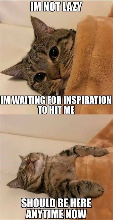 30 Funny Cat Memes