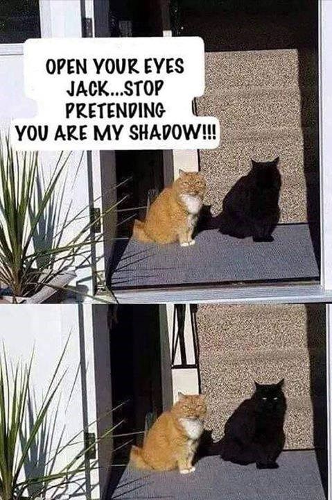 30 Funny Cat Memes