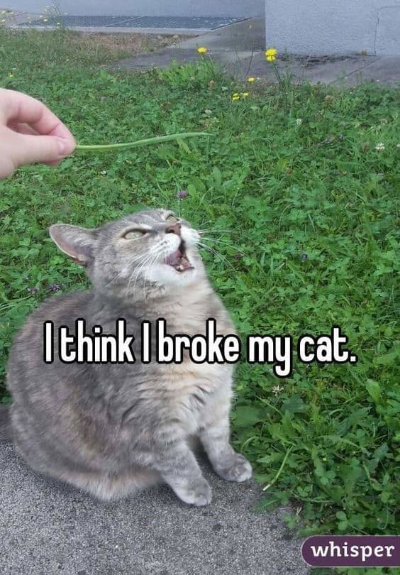 30 Funny Cat Memes