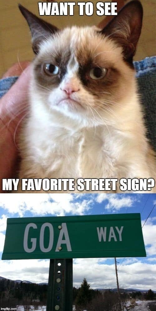 30 Funny Cat Memes