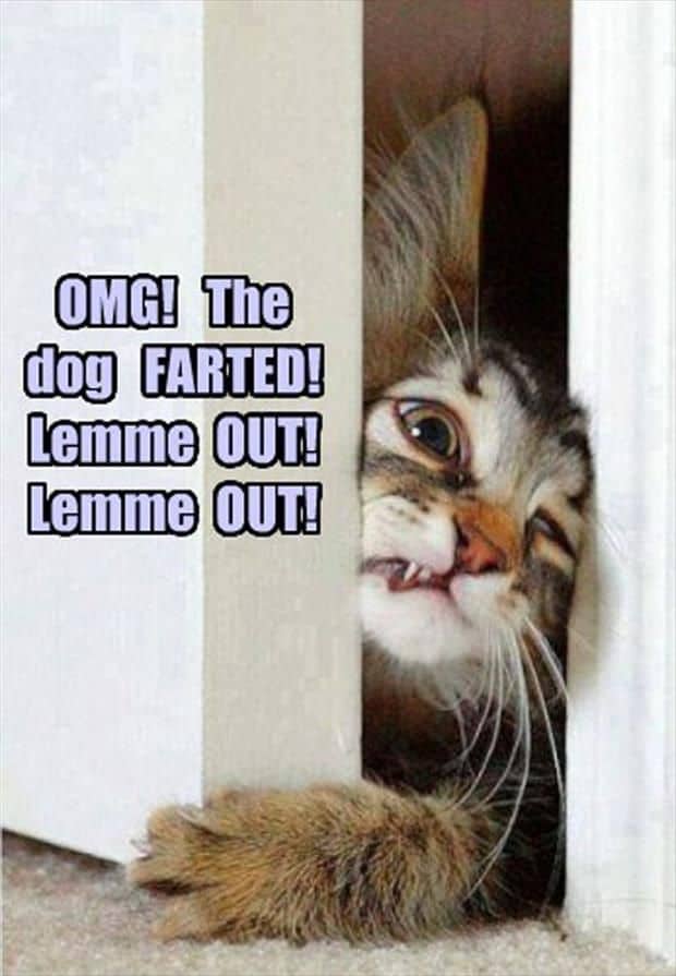 30 Funny Cat Memes