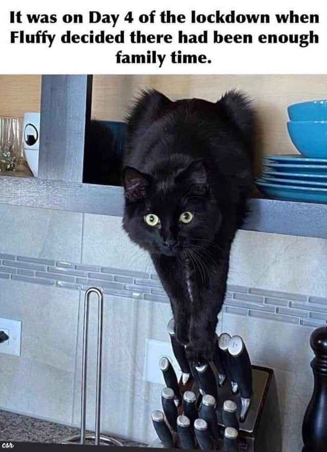 30 Funny Cat Memes