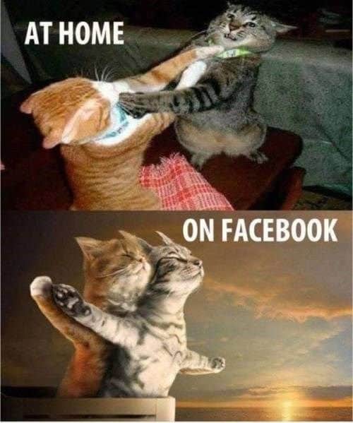 30 Funny Cat Memes